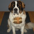 Dog collar barrel